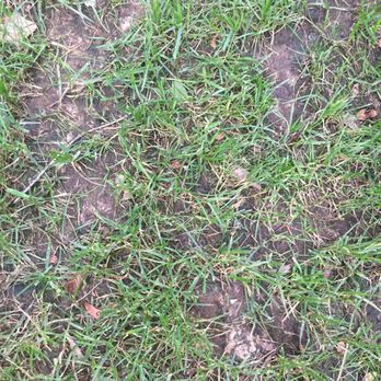 TruGreen Lawn Care - This is what my brand new lawn looked like after being "treated" by TruGreen. - Tree Services Near Me - Suwanee, Georgia