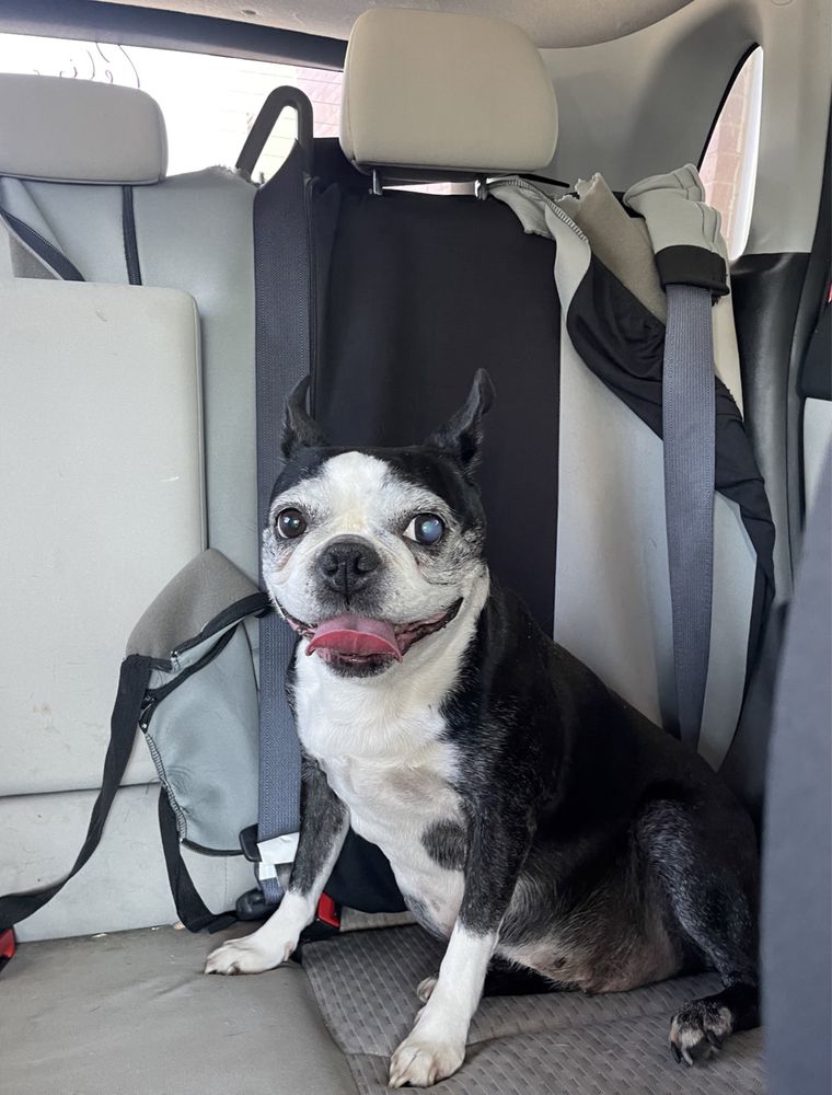 THE FIX MACHINE ANIMAL HEALTH CLINIC Updated September 2024 23