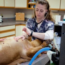 Hanover Veterinary Hospital