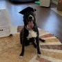 Lillie-Mae Dog Training