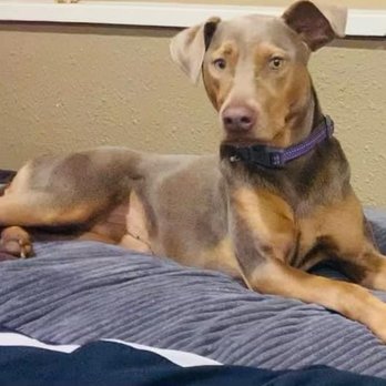 Mountain Vet To Pet - Bella- such a love, but literally insane! - Veterinarians Near Me - Evergreen, Colorado Mountain Vet To Pet - Bella- such a love, but literally insane! - Veterinarians Near Me - Evergreen, Colorado