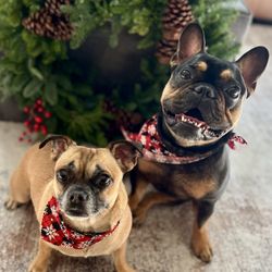 Barking Spot - Our pups LOVE going to the Barking Spot in Chula Vista! The staff is so sweet and do such a great a job.