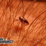 Dandi Guaranty Pest Solutions And Termite Protection