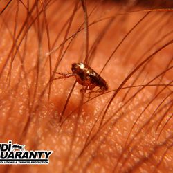 Dandi Guaranty Pest Solutions And Termite Protection