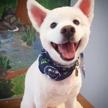 Doggiessimo - Pet Groomers Near Me - Seattle, Washington