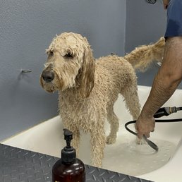 Self Dog washing station