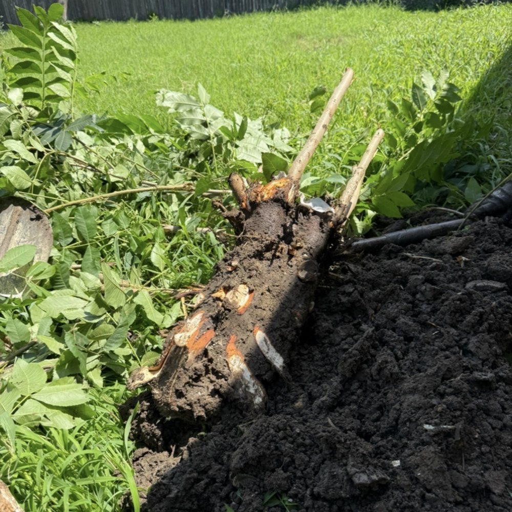 RC Landscape - Weed root - Landscaping Near Me - Allen, Texas RC Landscape - Weed root - Landscaping Near Me - Allen, Texas