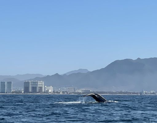 Villa del Palmar Flamingos Beach Resort & Spa Riviera Nayarit by null