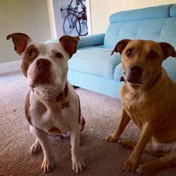 Adventures in Pet Sitting - Disco & Mack