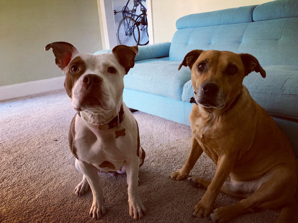 Adventures in Pet Sitting - pet boarding facility in Denver, CO