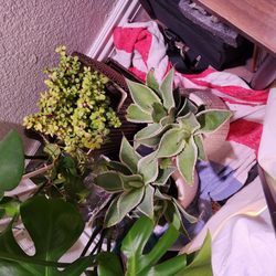 Yorba Linda Nursery - $5 a half gallon plants I got at Walmart while the dude tried to sell me a half gallon for 8 dollars WHILE LYING TO ME that it's a gallon