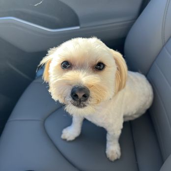 Pet Star Salon - Pet Groomers Near Me - Fairfax, Virginia Pet Star Salon - Pet Groomers Near Me - Fairfax, Virginia