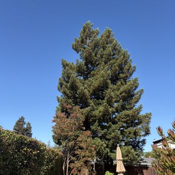 Santiago Tree Service - this is the tree forever runied by Santiago Tree Comapny - Tree Services Near Me Santiago Tree Service - this is the tree forever runied by Santiago Tree Comapny - Tree Services Near Me