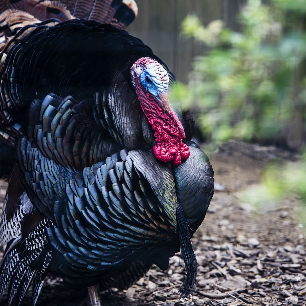 Ohio Wildlife Center - Wild Turkey - Community Service/Non-Profit Near Me - Powell, Ohio