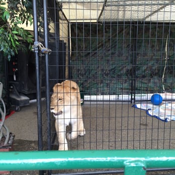 Sacramento County Fair - Young Lion - Festivals Near Me - Sacramento, California Sacramento County Fair - Young Lion - Festivals Near Me - Sacramento, California