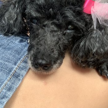 Ooh Puppy - A little sleepy but still pretty! Ooh Puppy really takes care of Twinkle! - Pet Groomers Near Me - La Mirada, California Ooh Puppy - A little sleepy but still pretty! Ooh Puppy really takes care of Twinkle! - Pet Groomers Near Me - La Mirada, California