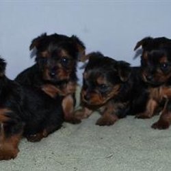 Love on a Leash Yorkies - Yorkie puppies