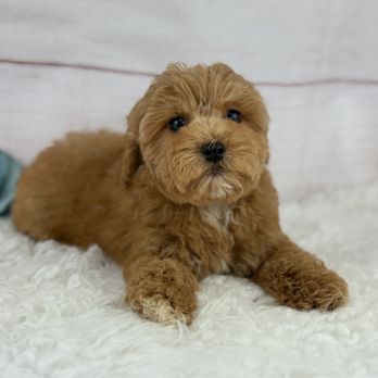 Tiny Jewel Pups - Pet Breeders Near Me - Houston, Texas Tiny Jewel Pups - Pet Breeders Near Me - Houston, Texas