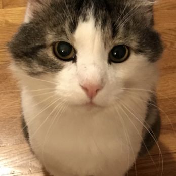 Happy At Home Mobile Veterinary Care - My boy Walter, who is skittish, loves Dr Jocelyn! - Veterinarians Near Me Happy At Home Mobile Veterinary Care - My boy Walter, who is skittish, loves Dr Jocelyn! - Veterinarians Near Me