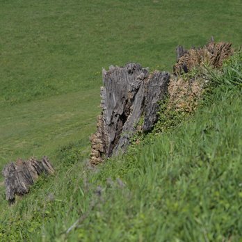 Etowah Indian Mounds - this was protruding from the side of the large mound - Museums Near Me - Cartersville, Georgia