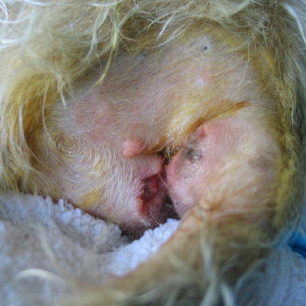 Montecito Veterinary Center - Dog's behind post surgery - Veterinarians Near Me - Santa Rosa, California