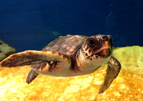 Sevilla Aquarium by null