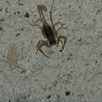 Agua Caliente Park - Scorpion - Campgrounds Near Me - Julian, California