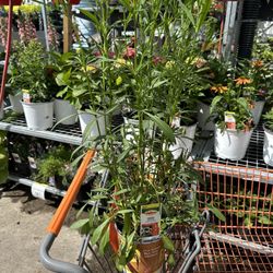 The Home Depot - Big bang ceropsis (sp?) a must have for your garden. So beautiful...12 bucks....start the car