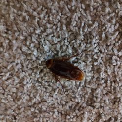 Oakchase Apartments - Roaches in Apartment