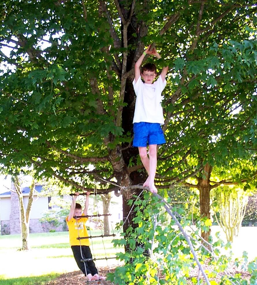 Greentree - tree service in Greenville, SC