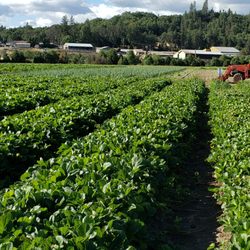 Fort Vannoy Farms