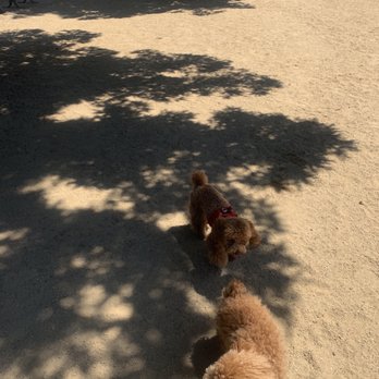 Shoreline Dog Park - Dog Parks Near Me - Mountain View, California Shoreline Dog Park - Dog Parks Near Me - Mountain View, California