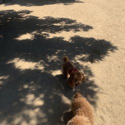 Shoreline Dog Park
