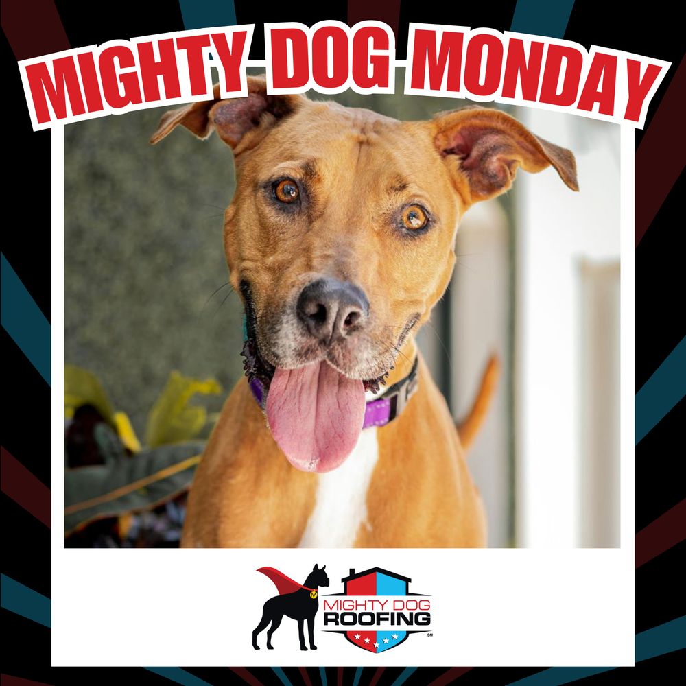 Slide of Mighty Dog Roofing