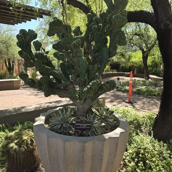 Desert Botanical Garden - Crested Whortleberry Cactus - Botanical Gardens Near Me - Phoenix, Arizona