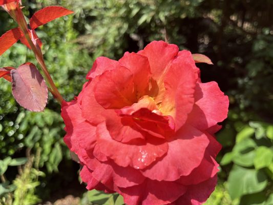 McGill Rose Garden by null