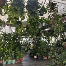 GonZo's family Greenery