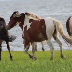 Salt Water Pony Tours