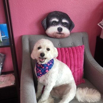 Charming Pet Zone - My dog Daisy after her full grooming appointment - Pet Groomers Near Me - La Verne, California