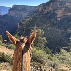 Mule Rides at the Grand Canyon - Paco