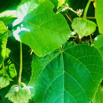 Palomar College - Seed pods in the garden - Colleges & Universities Near Me - San Marcos, California Palomar College - Seed pods in the garden - Colleges & Universities Near Me - San Marcos, California