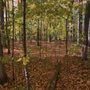 Manhattan Woods