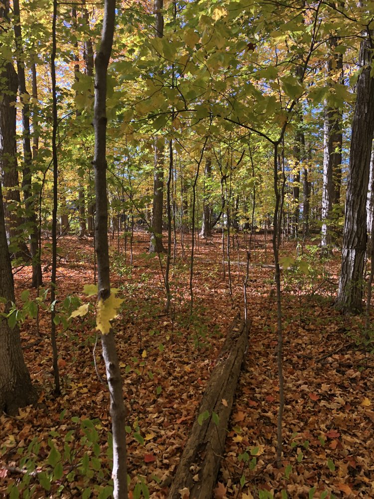 Manhattan Woods Logo