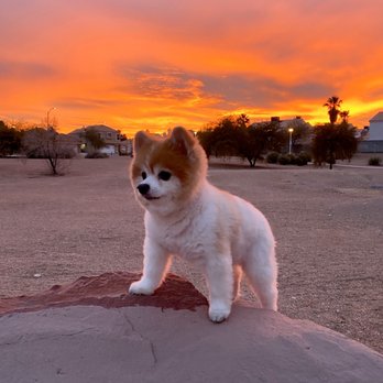 Spoiled Pup - Pet Groomers Near Me - Las Vegas, Nevada Spoiled Pup - Pet Groomers Near Me - Las Vegas, Nevada