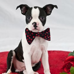 PhotosByFeist - PhotosByFeist offers fun, themed photo events to benefit rescue as well as a full line of pro photo services.
