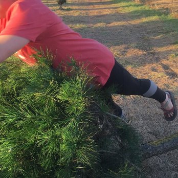 Matt's Christmas Tree Farm - Tree Hugger - Christmas Trees Near Me - Munford, Alabama Matt's Christmas Tree Farm - Tree Hugger - Christmas Trees Near Me - Munford, Alabama