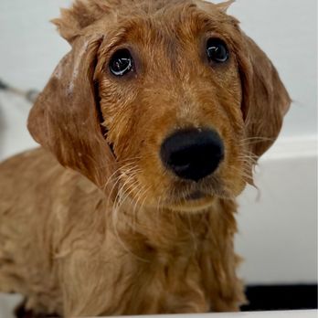 Dunedin Happy Tails - Bath time! - Pet Groomers Near Me - Dunedin, Florida Dunedin Happy Tails - Bath time! - Pet Groomers Near Me - Dunedin, Florida