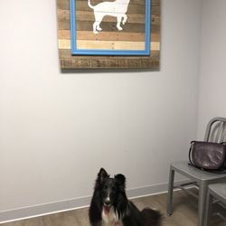 Newtown Square Veterinary Hospital - My dog in one of the exam rooms
