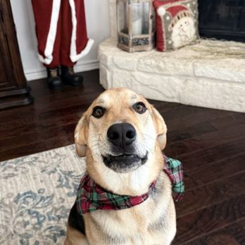 Creekside Animal Hospital - I approve my stays 5 stars - Rusty (the dog) - Veterinarians Near Me - Arlington, Texas Creekside Animal Hospital - I approve my stays 5 stars - Rusty (the dog) - Veterinarians Near Me - Arlington, Texas