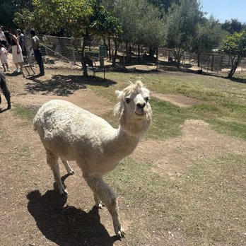 Canzelle Alpacas - Farms Near Me - Carpinteria, California Canzelle Alpacas - Farms Near Me - Carpinteria, California